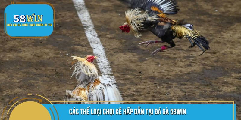 Đá gà 58WIN - Cá cược đầy hấp dẫn